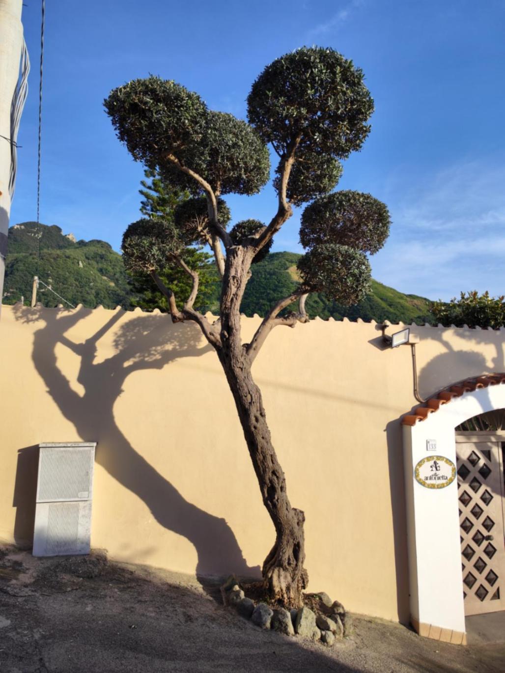 Villa Antonietta Ischia Kültér fotó
